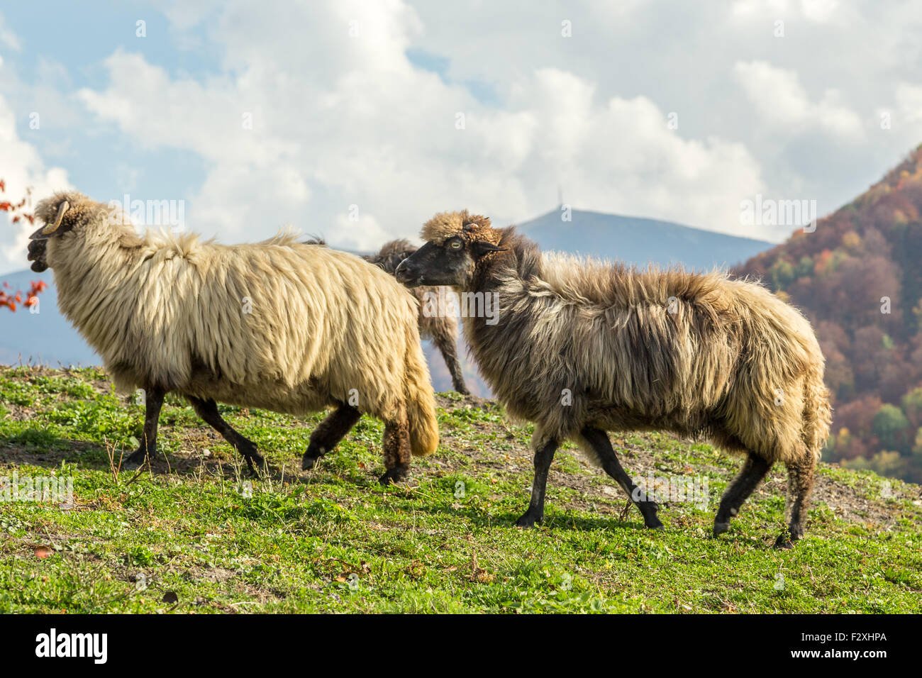 Tiere auf dem Bauernhof: Schafe grasen auf einer schönen grünen Weide Stockfoto