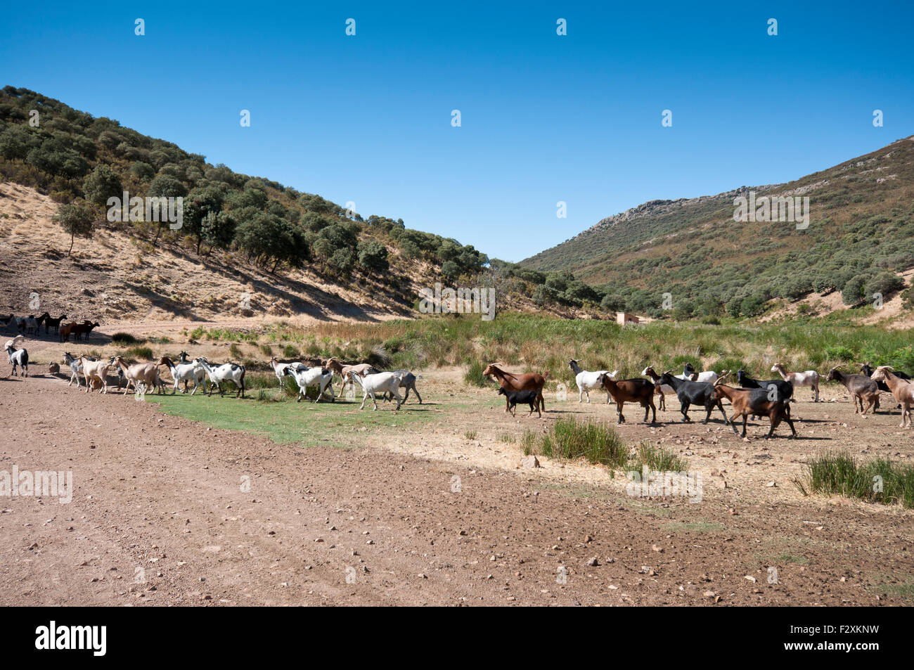 Herde von Ziegen in einer ländlichen Landschaft in der Provinz Ciudad Real, Spanien Stockfoto