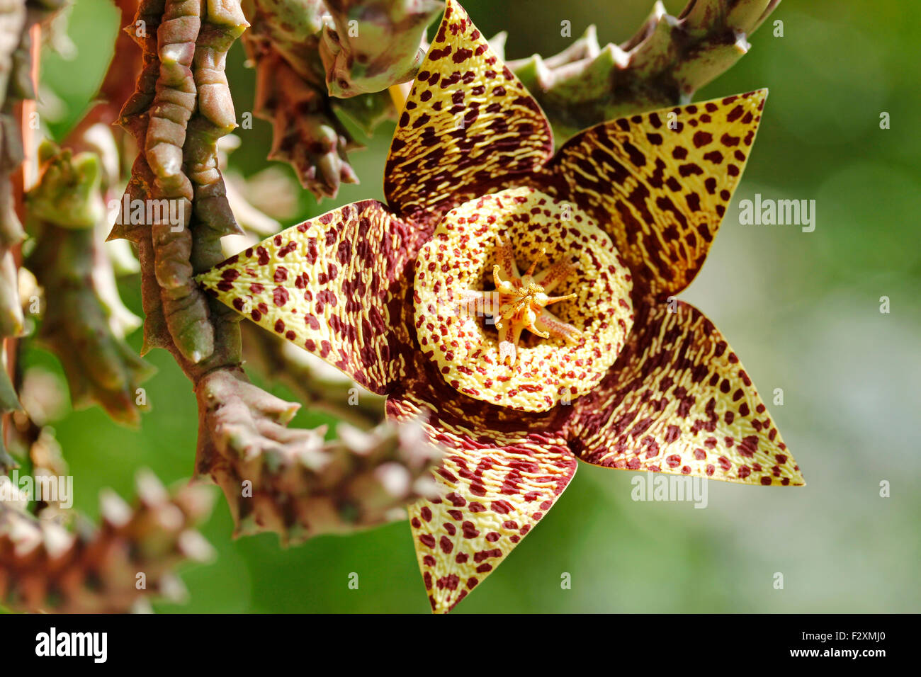 Seestern-Blume. Stapelia Variegata. Stockfoto