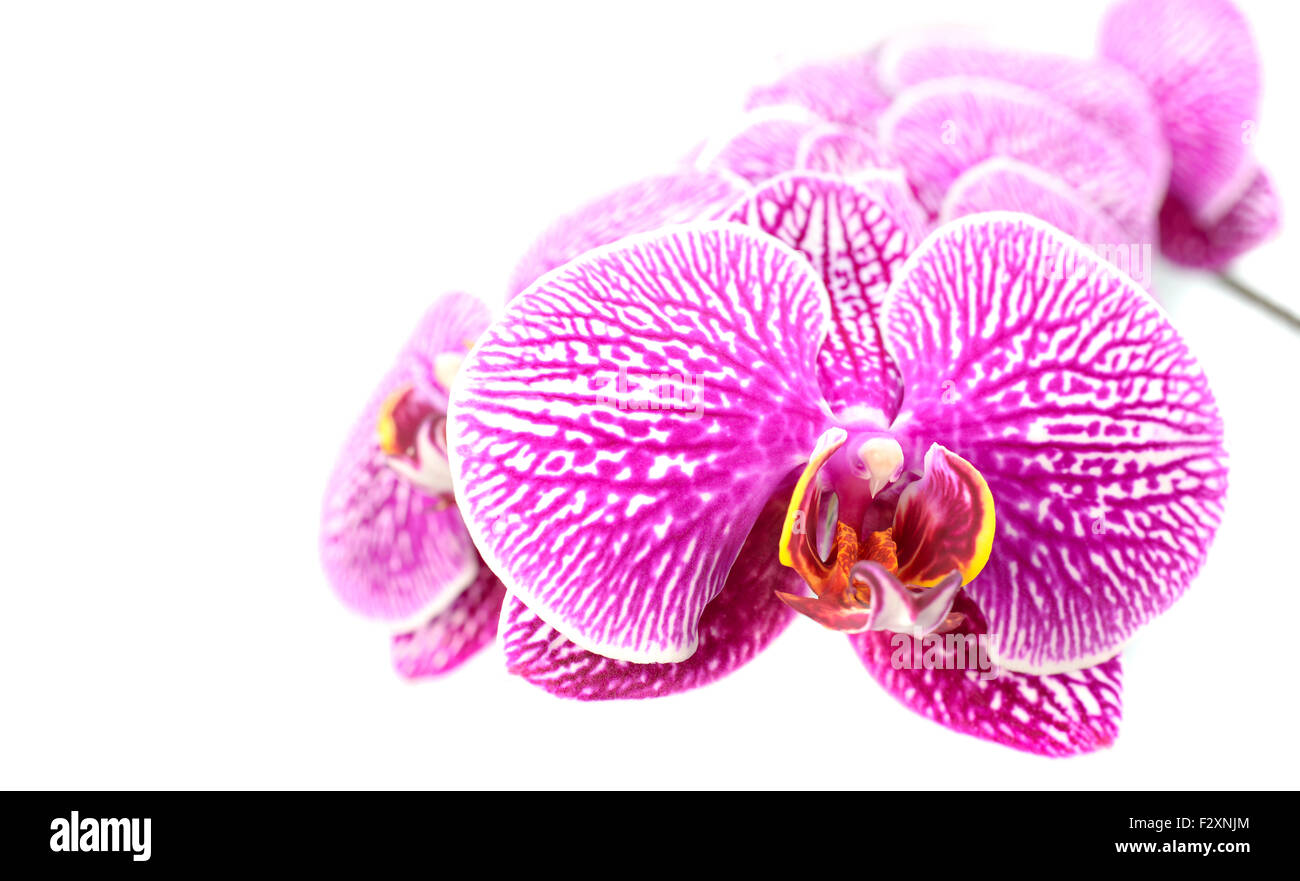 Makro Nahaufnahme von Orchid blühen Blumen, Isolated on White Background Stockfoto