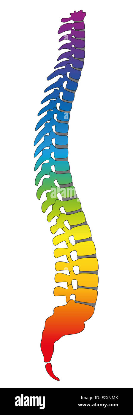 Rückgrat, Regenbogen farbige menschlichen Wirbelsäule, als Symbol für gesunde Wirbel. Stockfoto