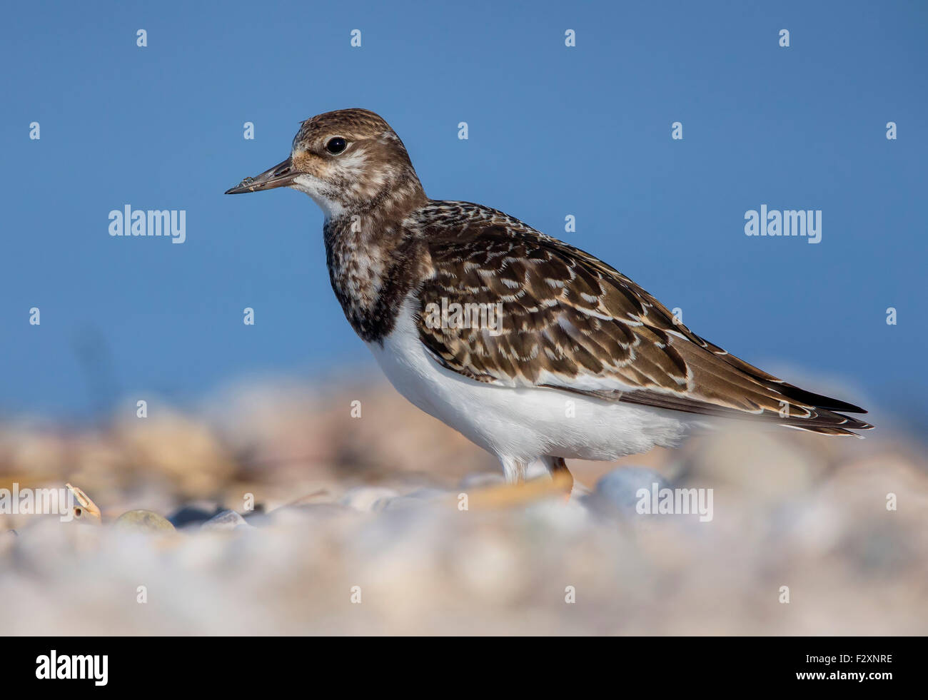 Ruddy Steinwälzer, Juvenile stehen auf dem Strand, Kampanien, Italien (Arenaria Interpres) Stockfoto