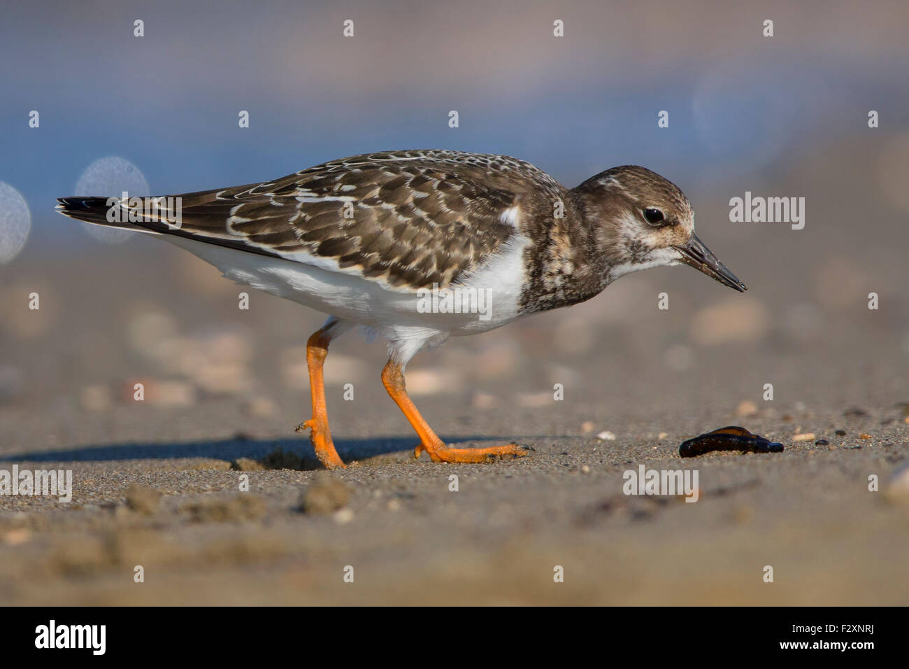 Ruddy Steinwälzer, Juvenile stehen auf dem Strand, Kampanien, Italien (Arenaria Interpres) Stockfoto