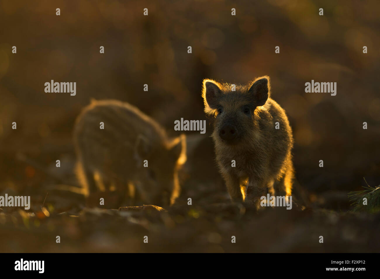 Ferkel des wilden Ebers / wilde Schwein / pig Feral / Wildschwein (Sus Scrofa) auf der Suche nach Nahrung bei Gegenlicht. Stockfoto