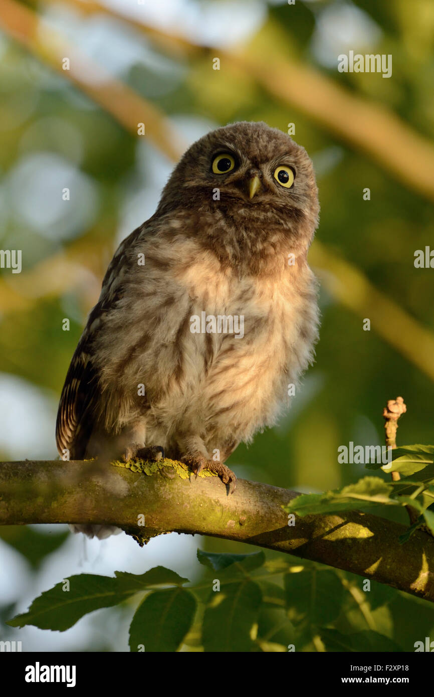 Minervas Eulen / kleine Eulen / Steinkauz ( Athene noctua ) wird verlassen und quietscht auf einem Zweig in wunderschönem Licht, Tierwelt, Europa. Stockfoto