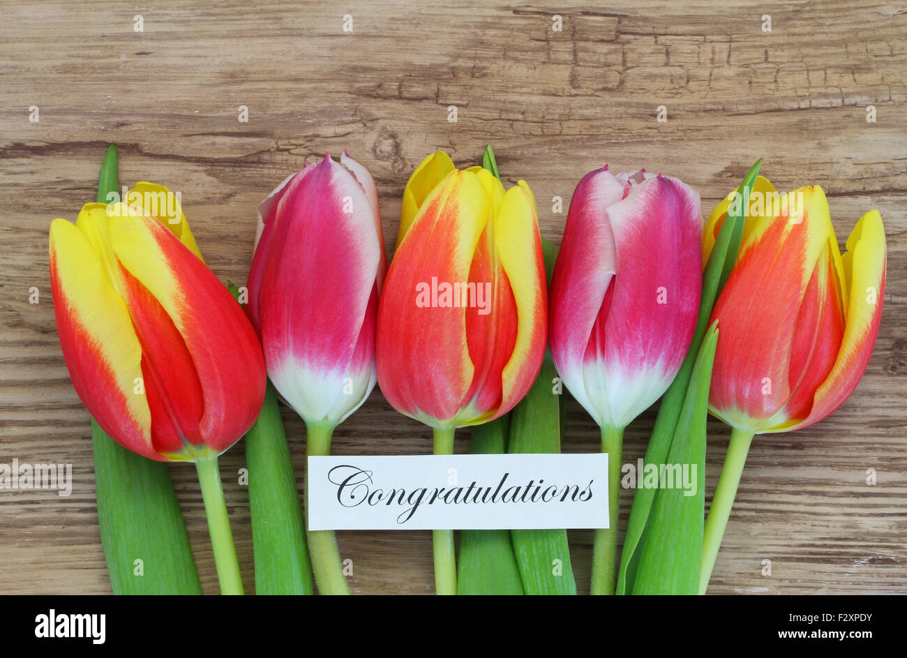 Glückwunschkarte mit bunten Tulpen Stockfoto