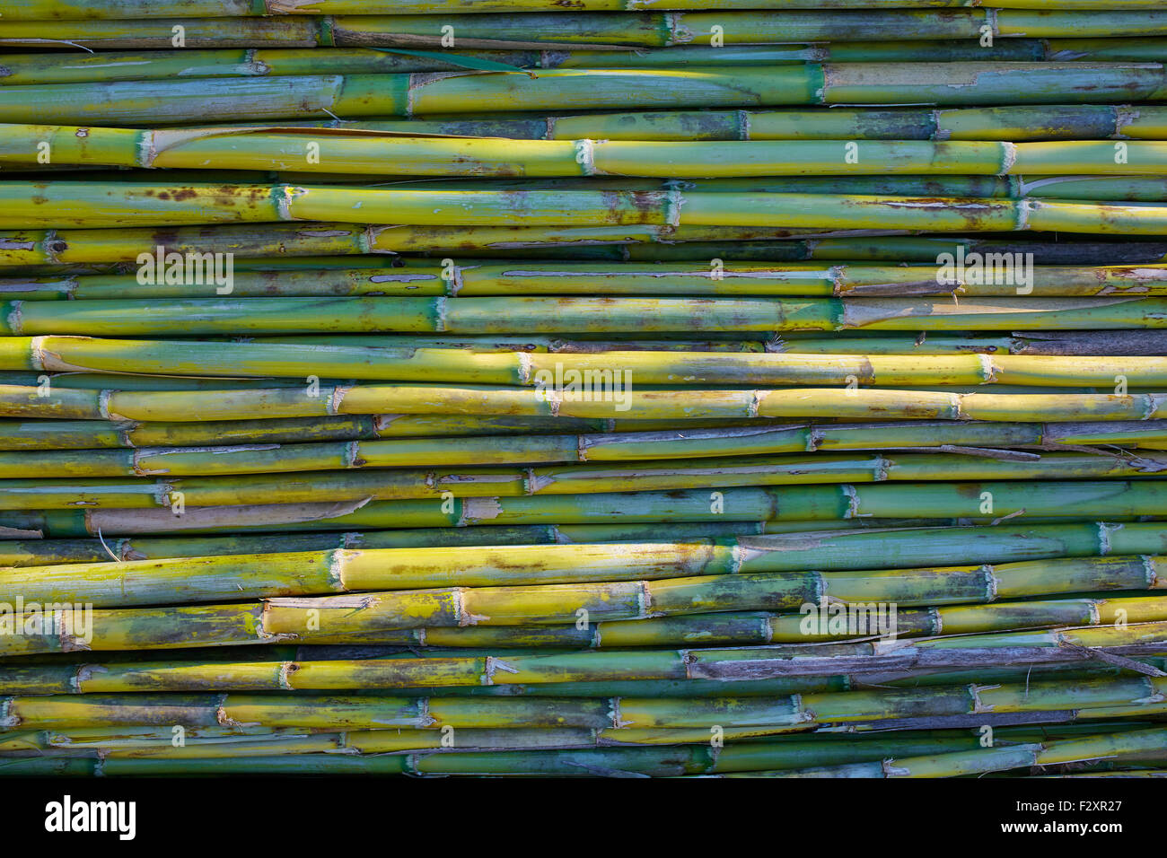 Fluss grünen Zuckerrohr Ernte Textur Muster Hintergrund in Valencia Parc de Turia von Spanien Stockfoto