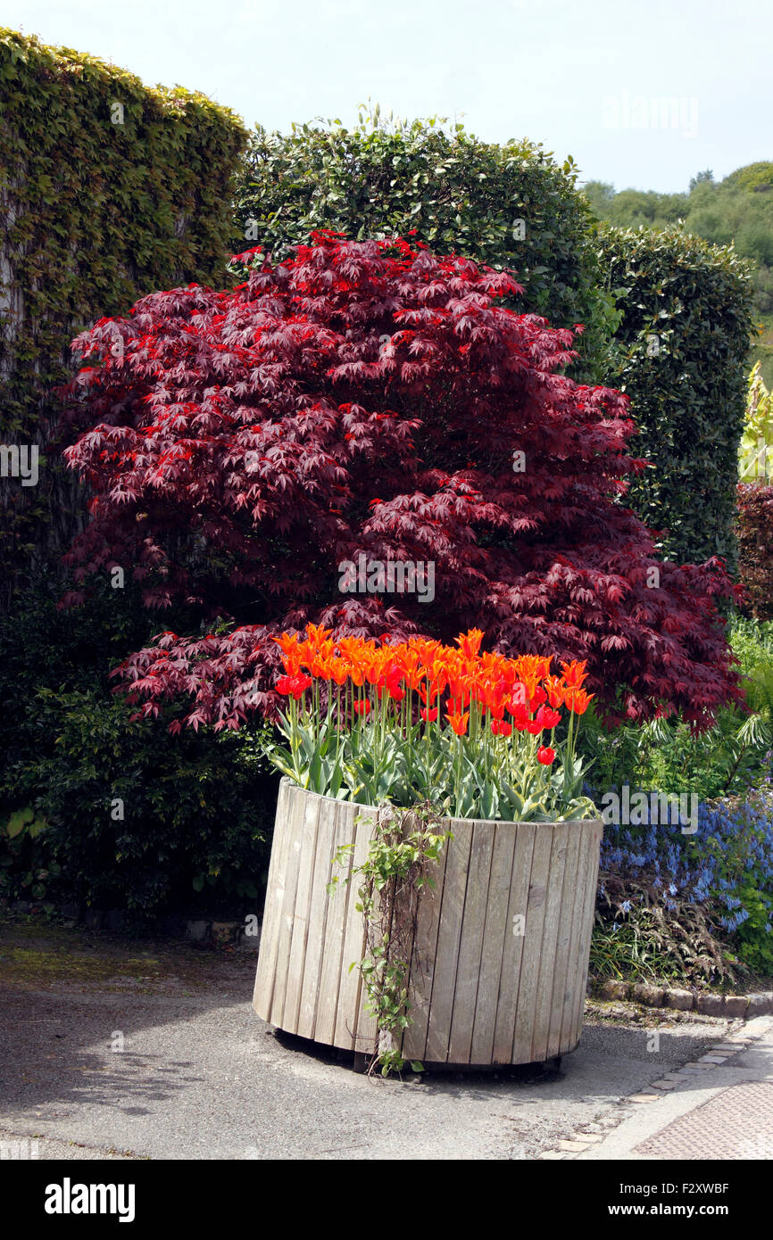 ACER PALMATUM ATROPURPUREUM. Stockfoto