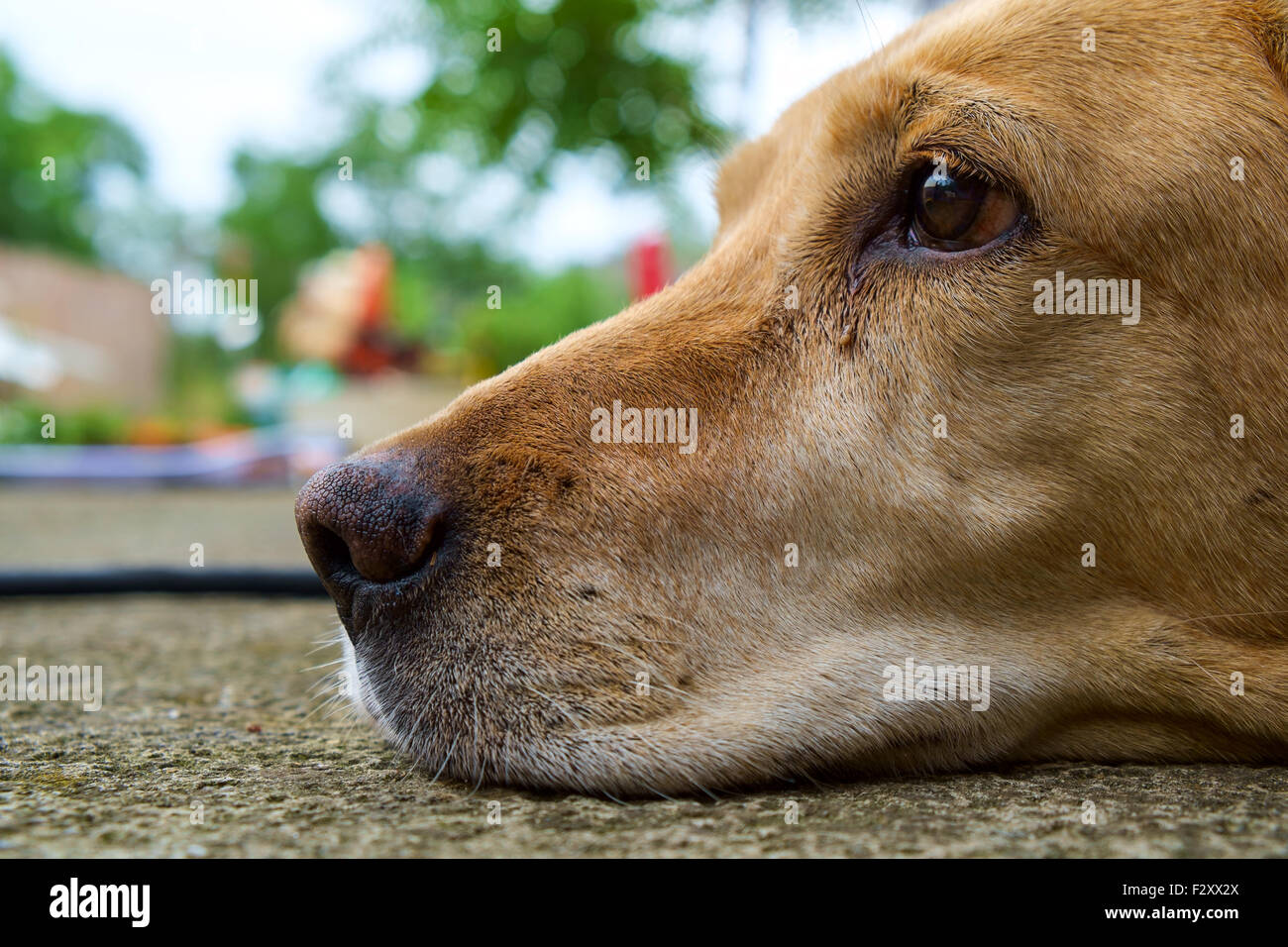 Gelber Labrador Retriever in outdoor - liegt selektiven Fokus Stockfoto