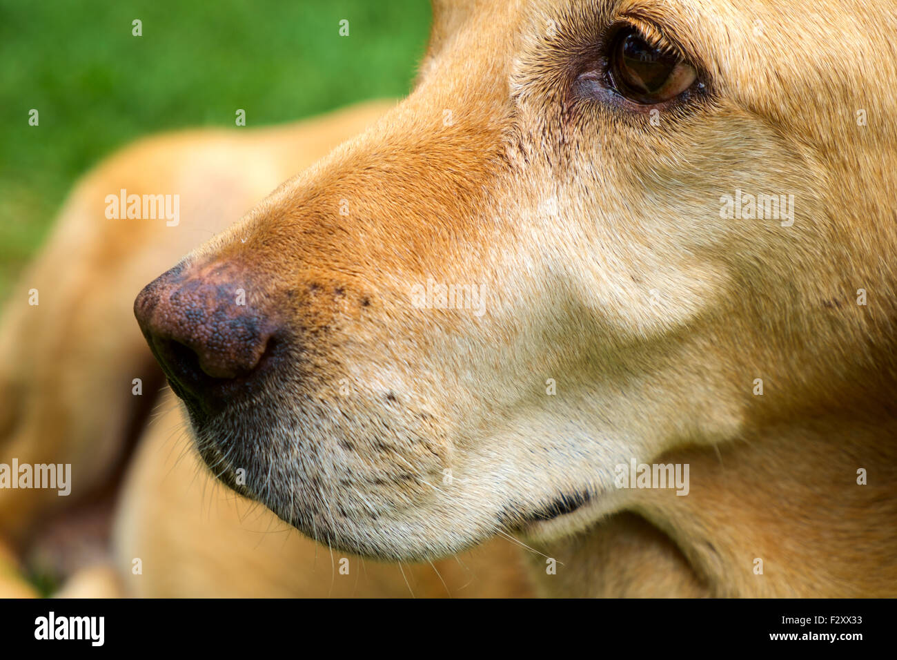 Gelber Labrador Retriever in outdoor - liegt selektiven Fokus Stockfoto