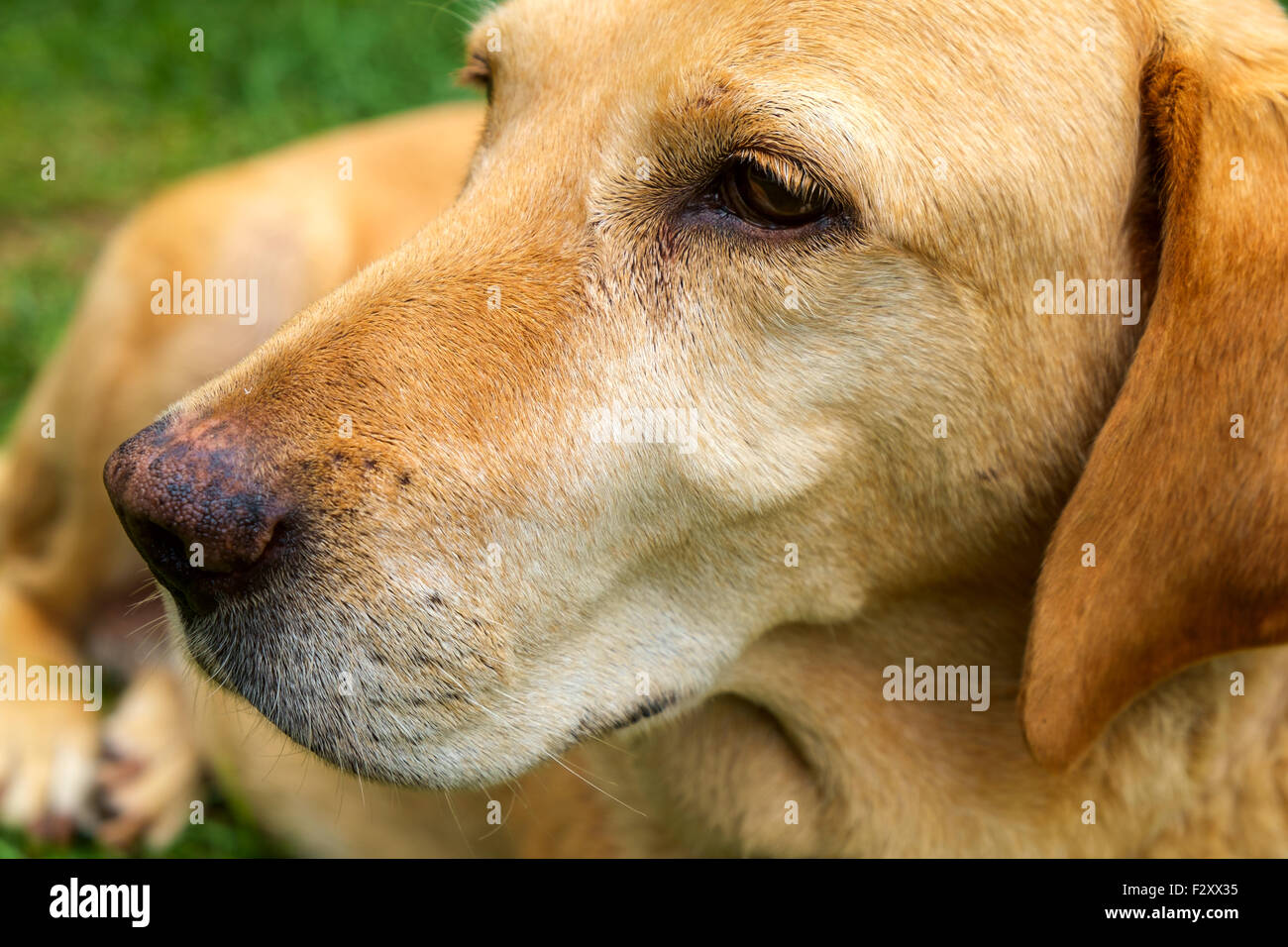 Gelber Labrador Retriever in outdoor - liegt selektiven Fokus Stockfoto