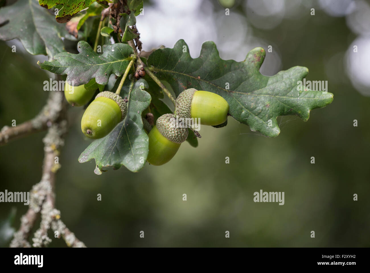 Englisch oder Pedunculate Eiche (Quercus Robur). Blätter und Eicheln, Frühherbst Stockfoto