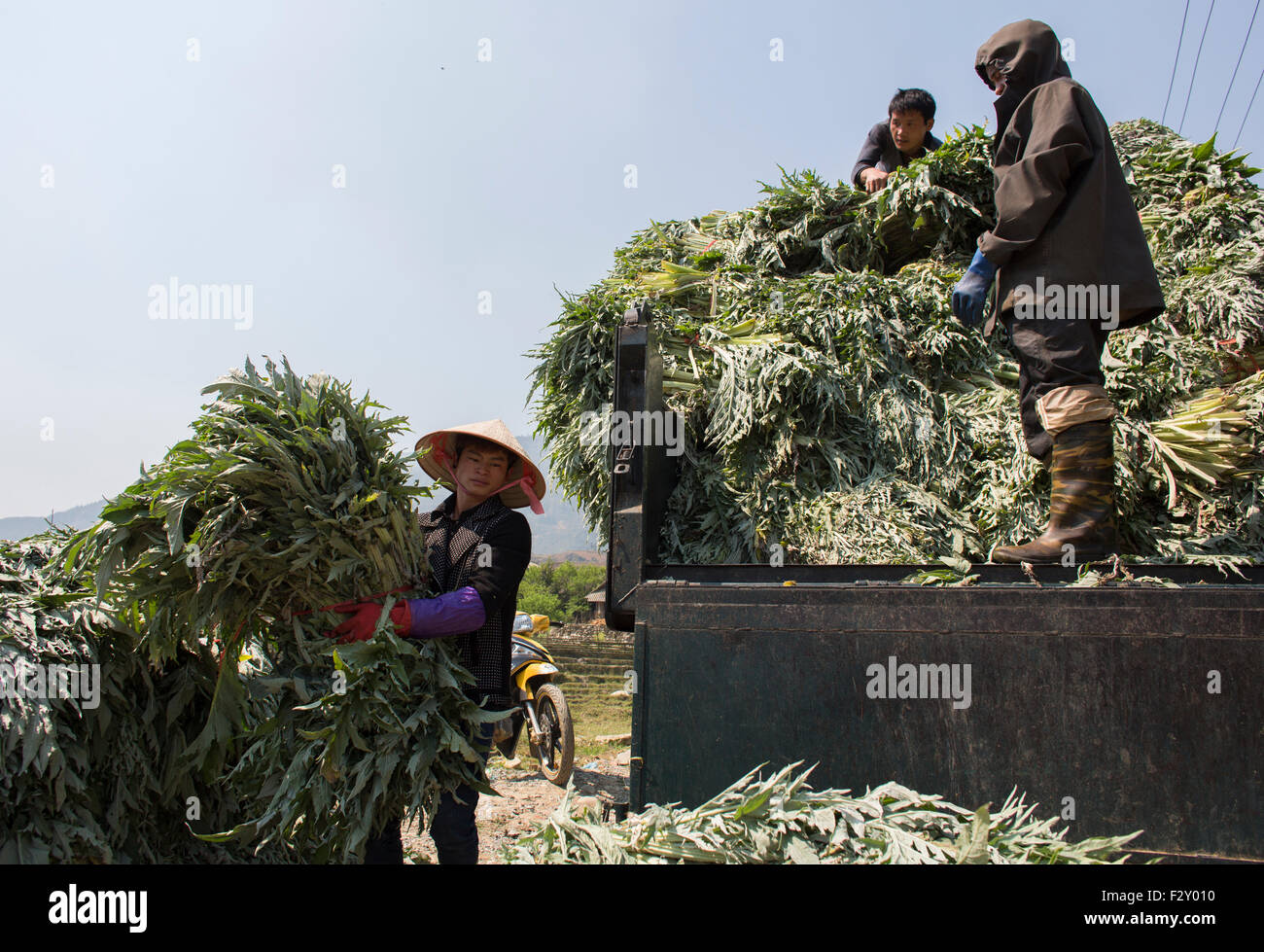 Ernte Artischocken in Vietnam Stockfoto