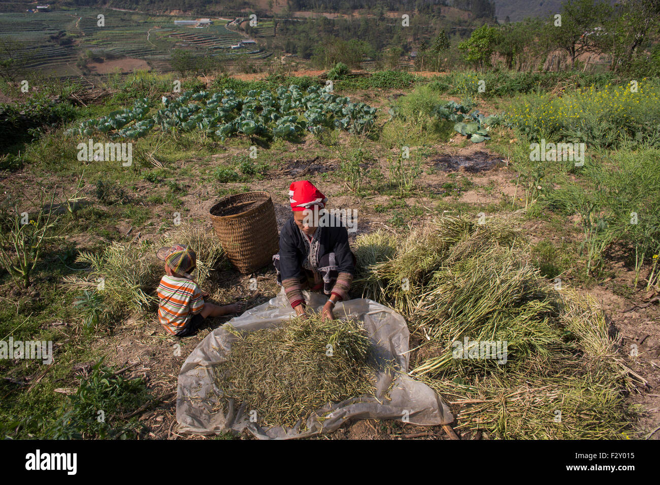 Ernte Gemüse in Nordvietnam Stockfoto