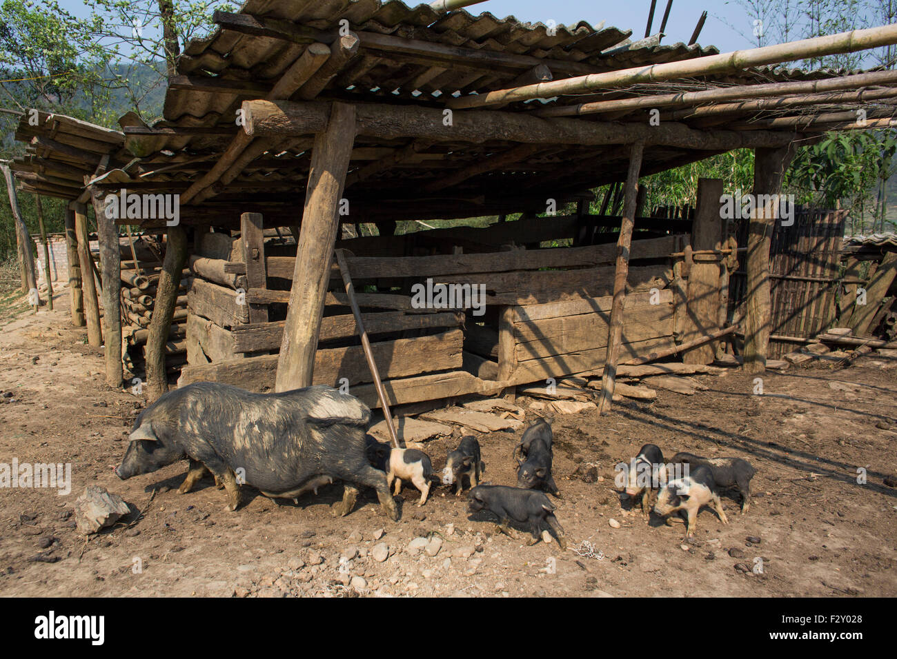 Schweinehaltung in Vietnam Stockfoto