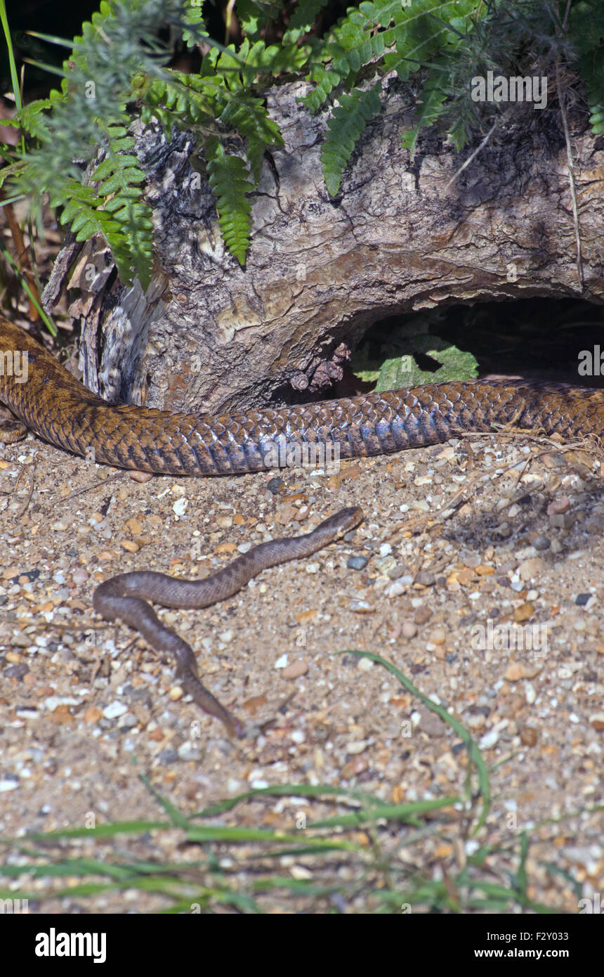 Addierer Schlange oder Viper Vipera Berus, giftige mit jungen Stockfoto
