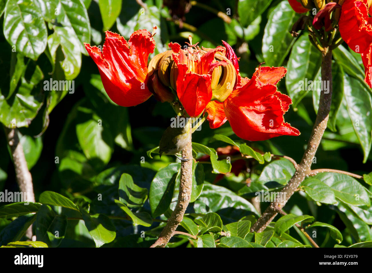 Afrikanischer Tulpenbaum (Spathodea Campanulata) blüht mit japanischen White-eye (Zosterops Japonicus) Fütterung unter in Haiku, Maui Stockfoto