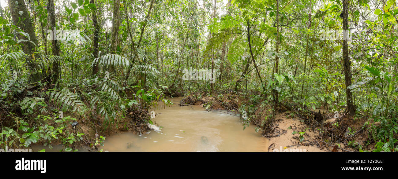 Regenwald-Stream läuft voll Wasser nach Regen. Im ecuadorianischen Amazonasgebiet Stockfoto