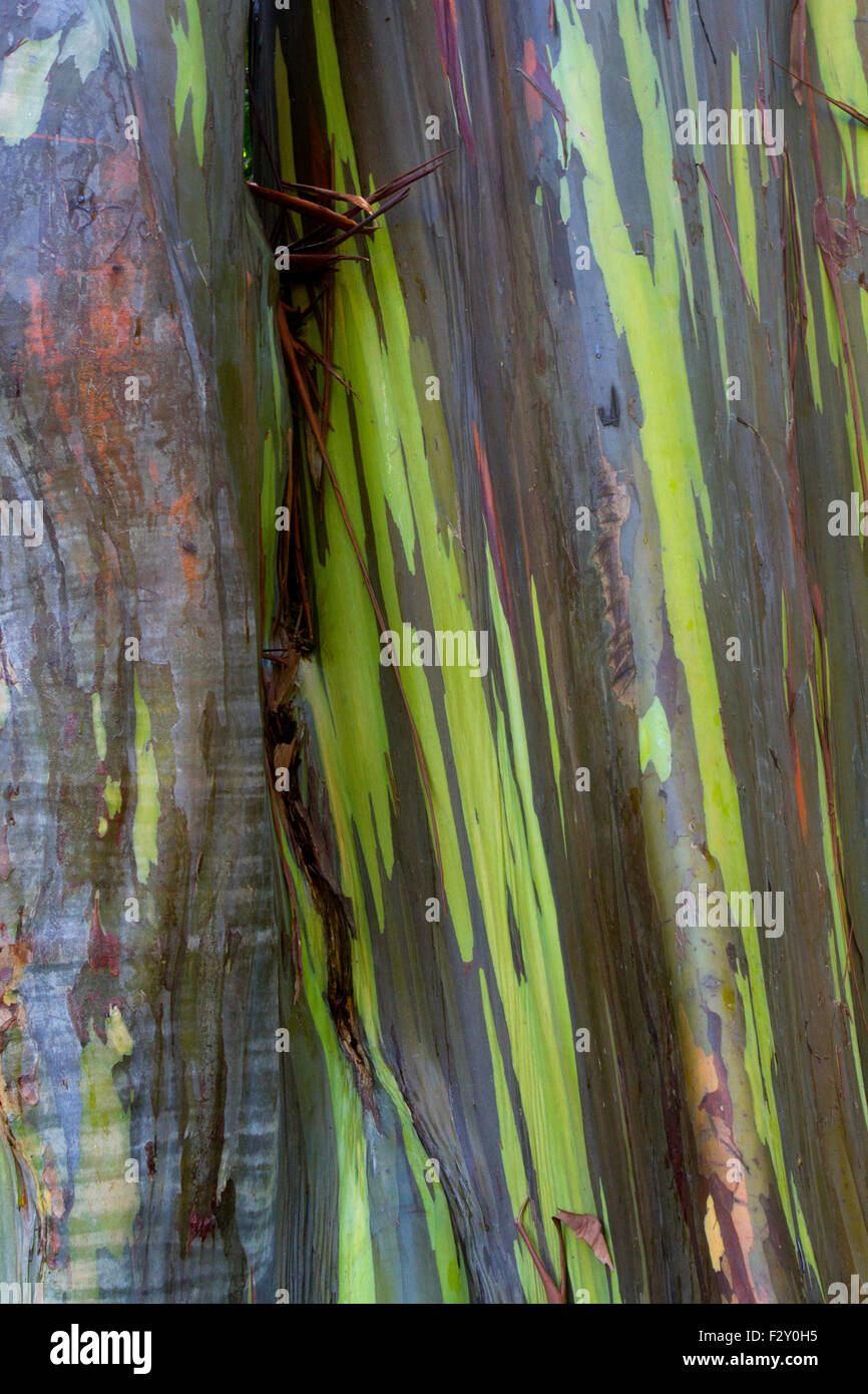 Regenbogen Eukalyptus (Eucalyptus Deglupta) Baumrinde entlang der Straße nach Hana, Maui, Hawaii im August Stockfoto