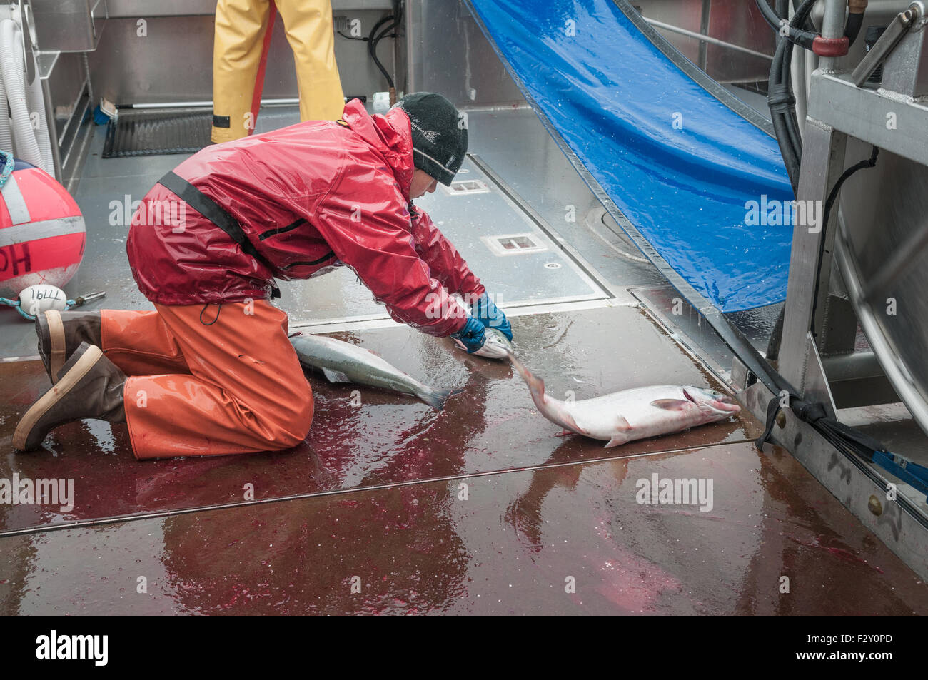 Sockeye Lachs vor der Platzierung im Kühlhaus Blutungen.  Naknek River, Bristol Bay, Alaska. Stockfoto