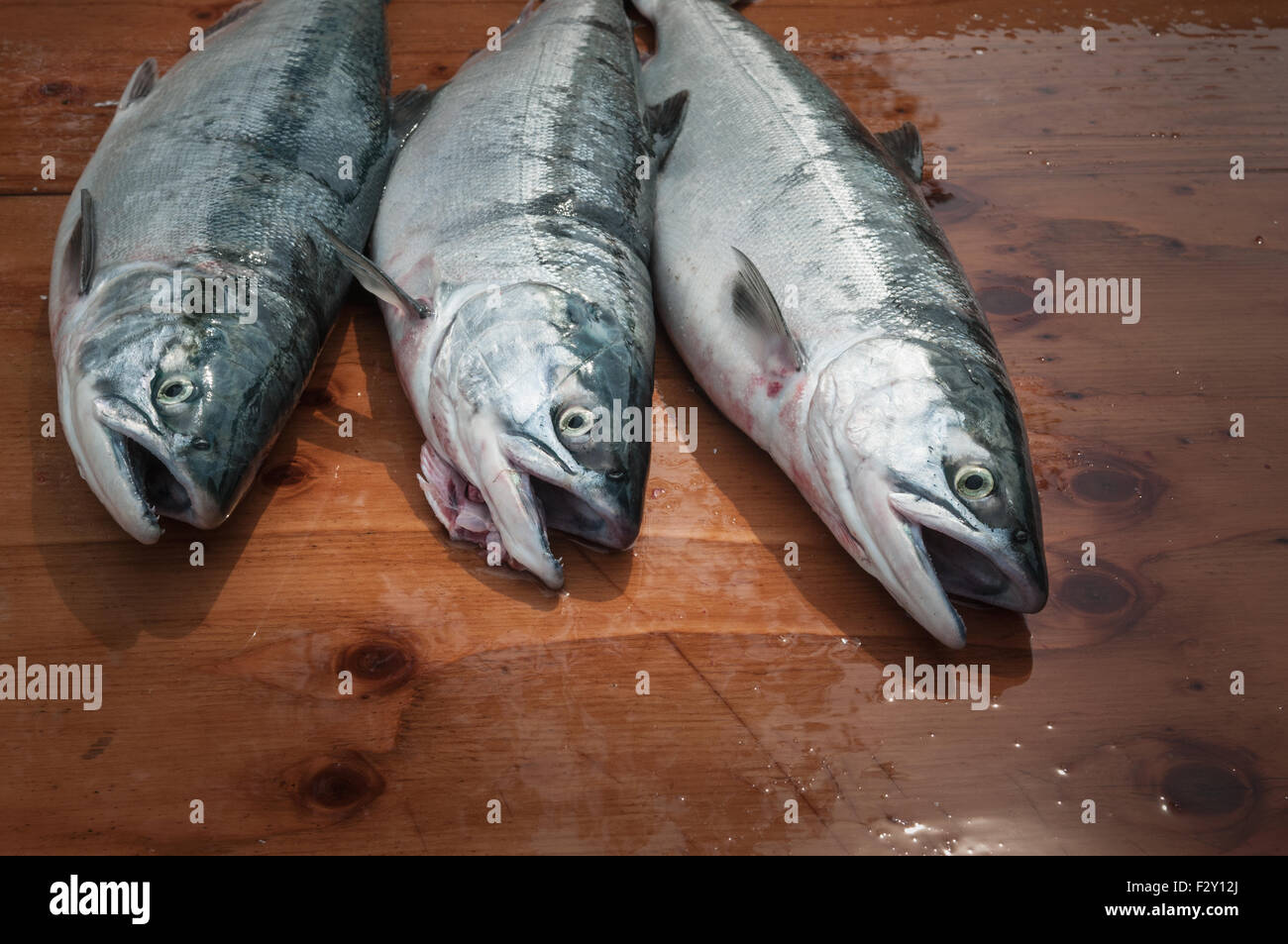 Sockeye Lachs.  Naknek, Bristol Bay, Alaska. Stockfoto