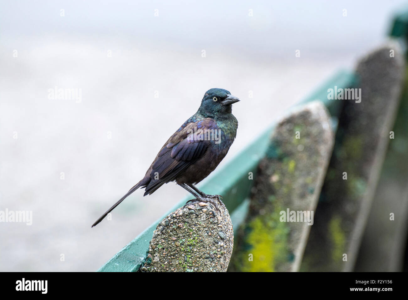 Gemeinsame Grackle (Quiscalus Quiscula) thront auf einer Parkbank in Boston Common Stockfoto