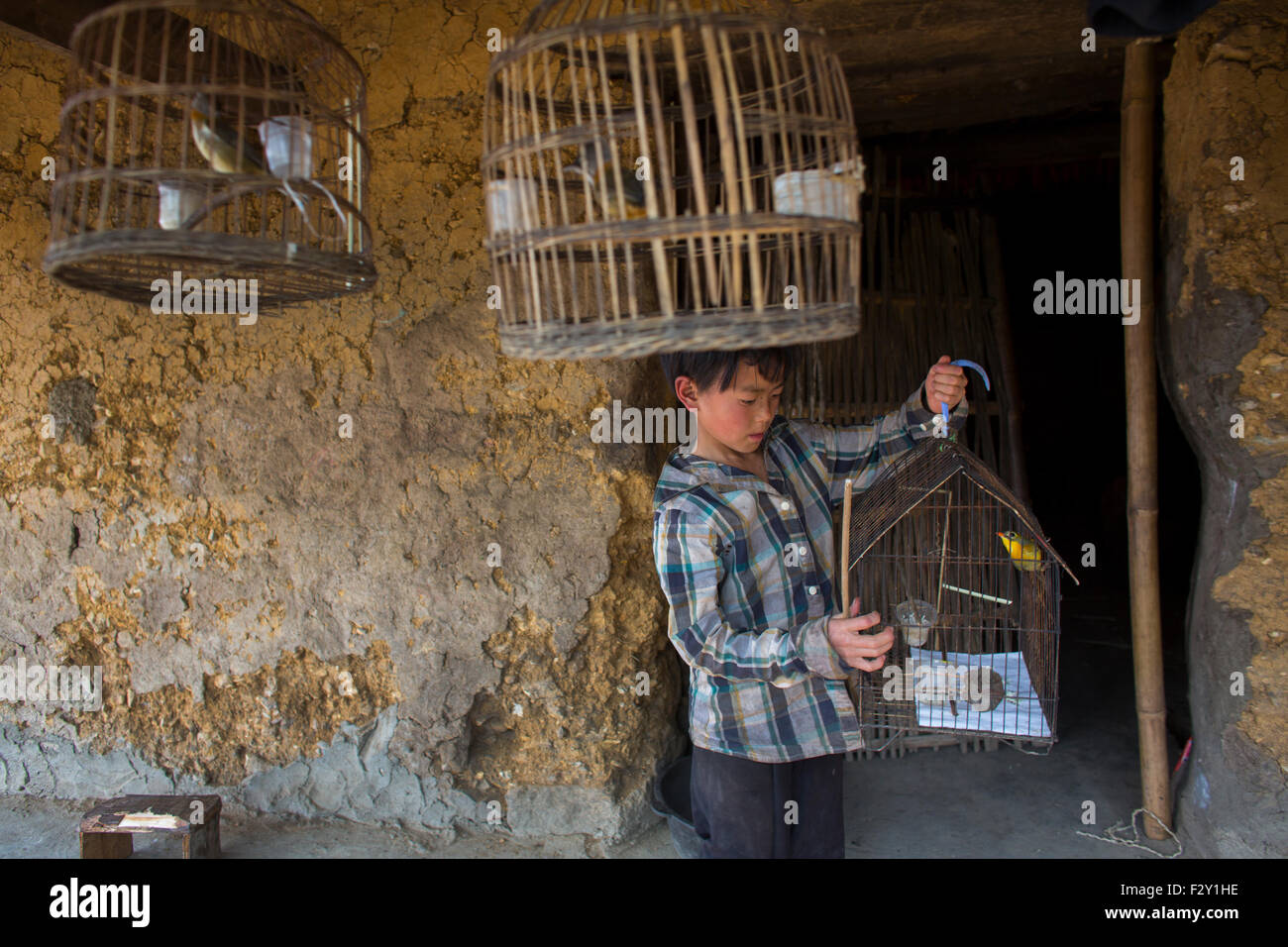 Jedes vietnamesische Haus hat einen Singender Vogel Stockfoto