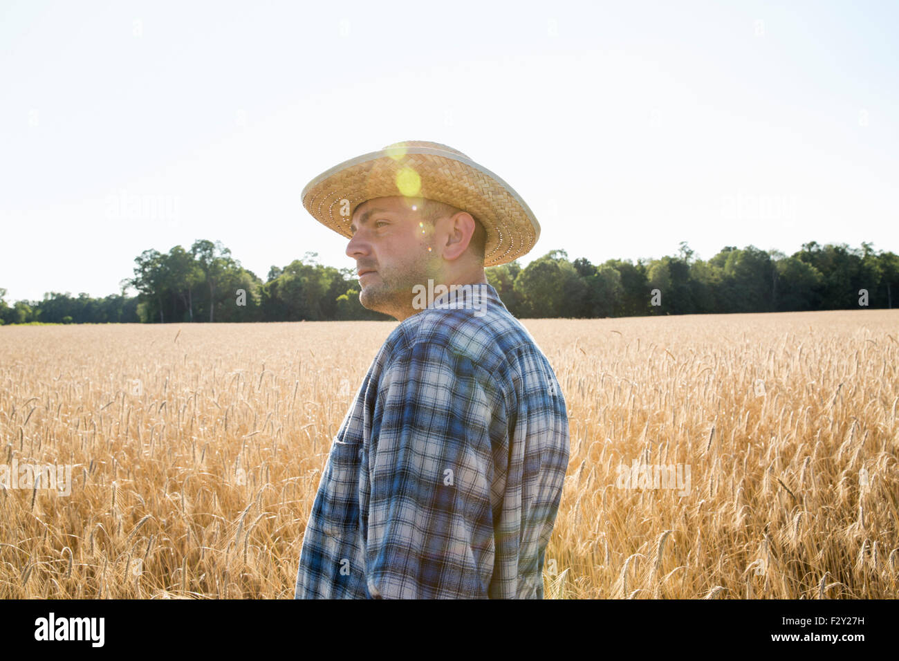 Mann trägt ein kariertes Hemd und Hut steht in einem Maisfeld, ein Bauer. Stockfoto