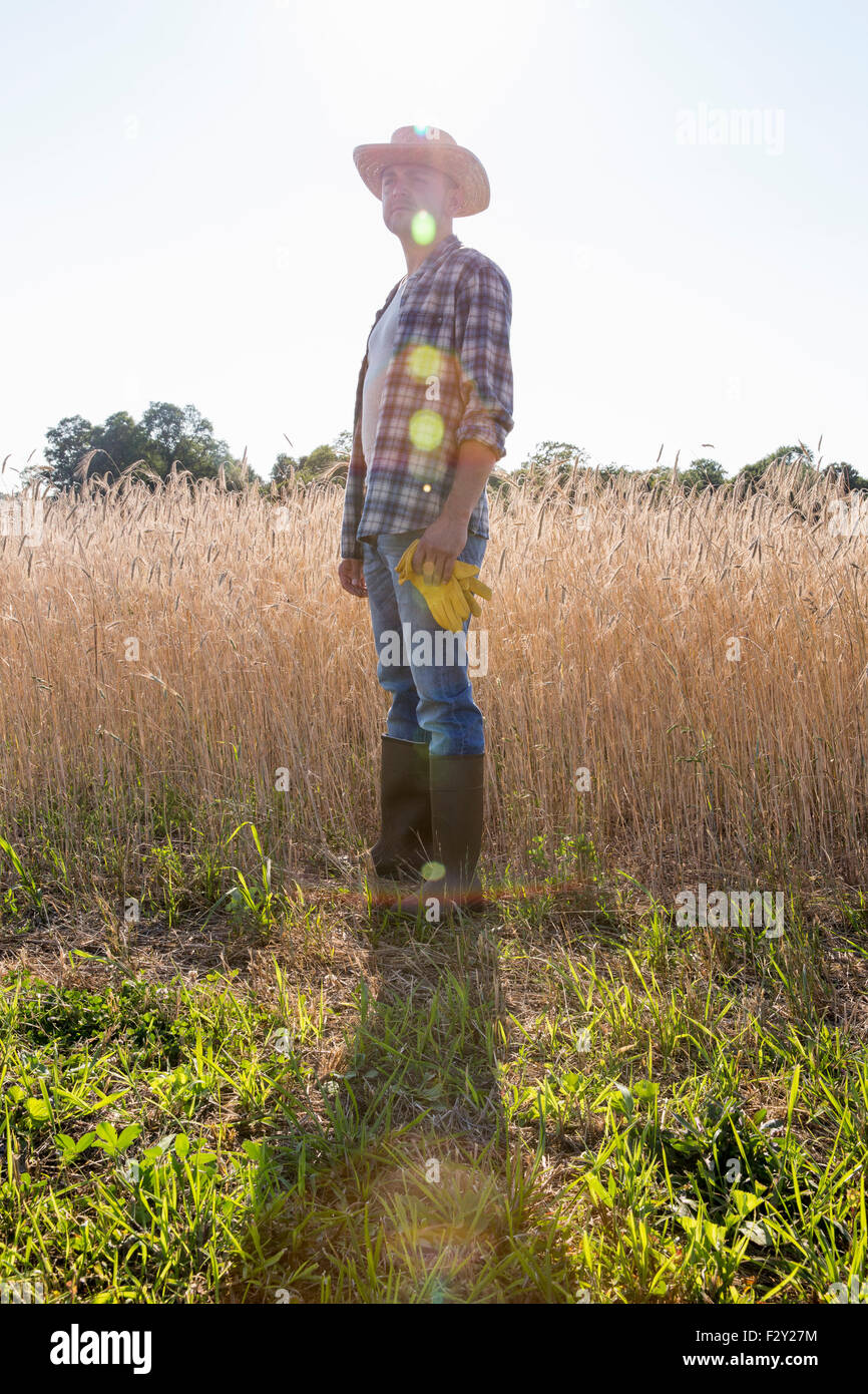 Mann trägt ein kariertes Hemd und Hut steht in einem Maisfeld, ein Bauer. Stockfoto