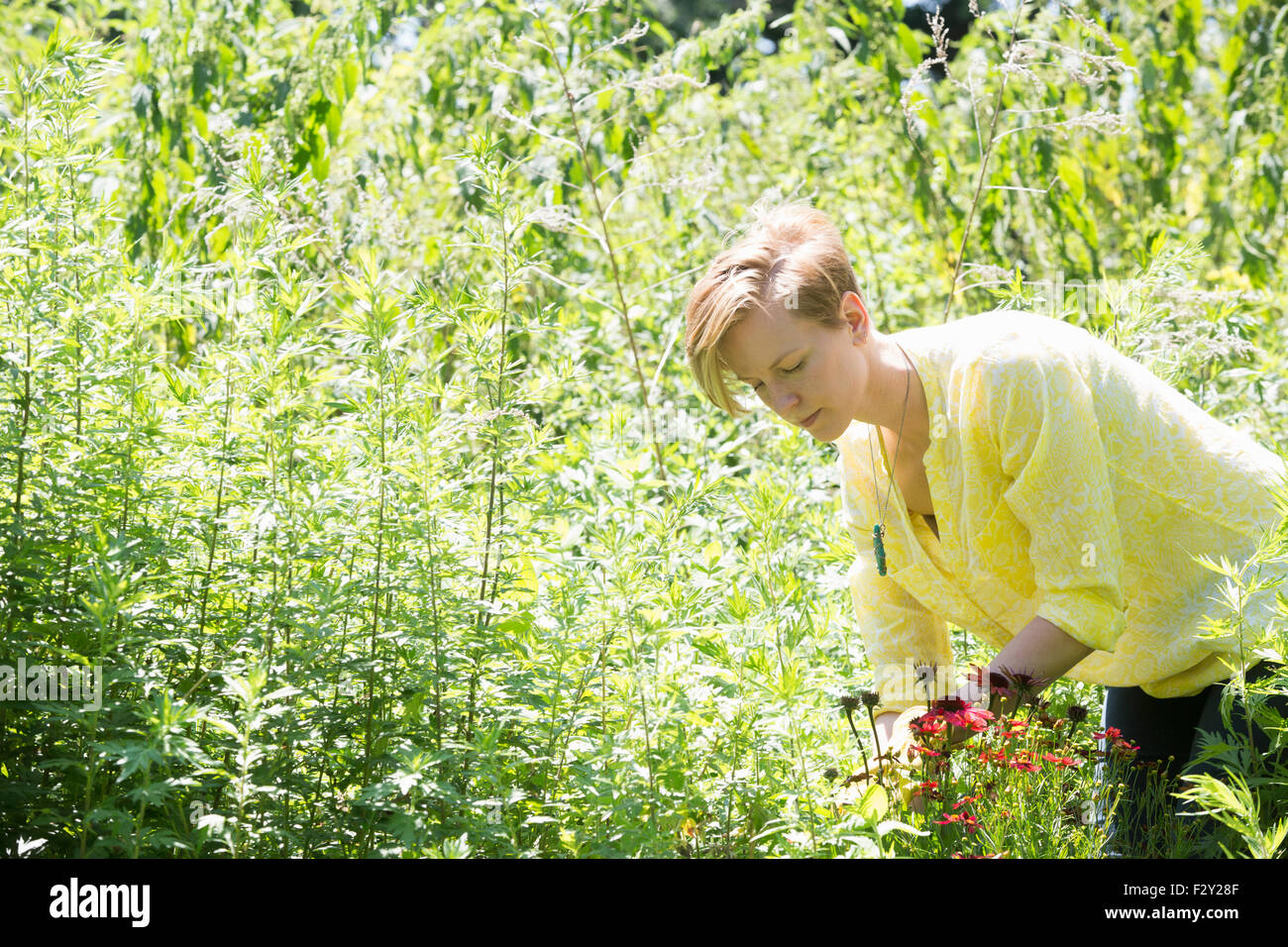 Eine junge Frau in Beeten, umgeben von Pflanzen und Blumen pflücken. Stockfoto