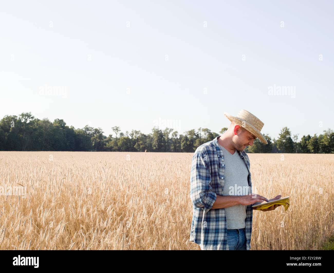 Mann trägt ein kariertes Hemd und Hut steht in einem Maisfeld mit einem digitalen Tablet. Stockfoto