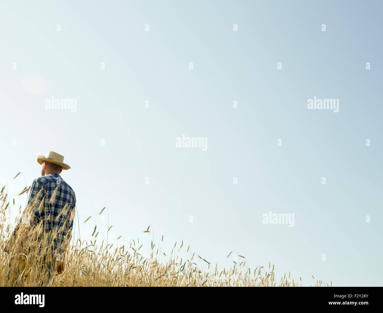 Ein Mann steht in einem Feld des Reifens Weizenernte. Stockfoto