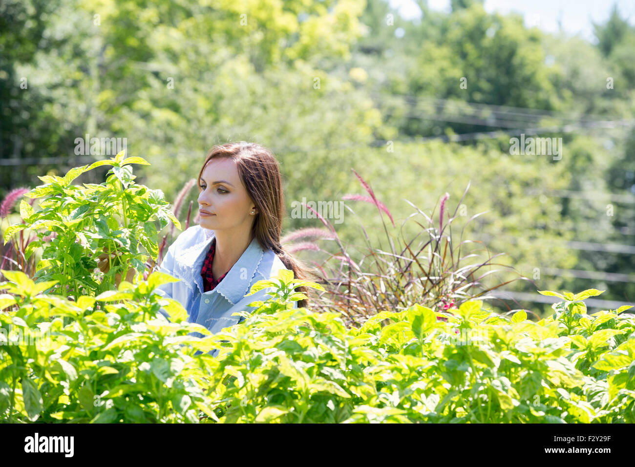 Eine junge Frau in einem Garten, umgeben von Sträuchern wachsen. Stockfoto