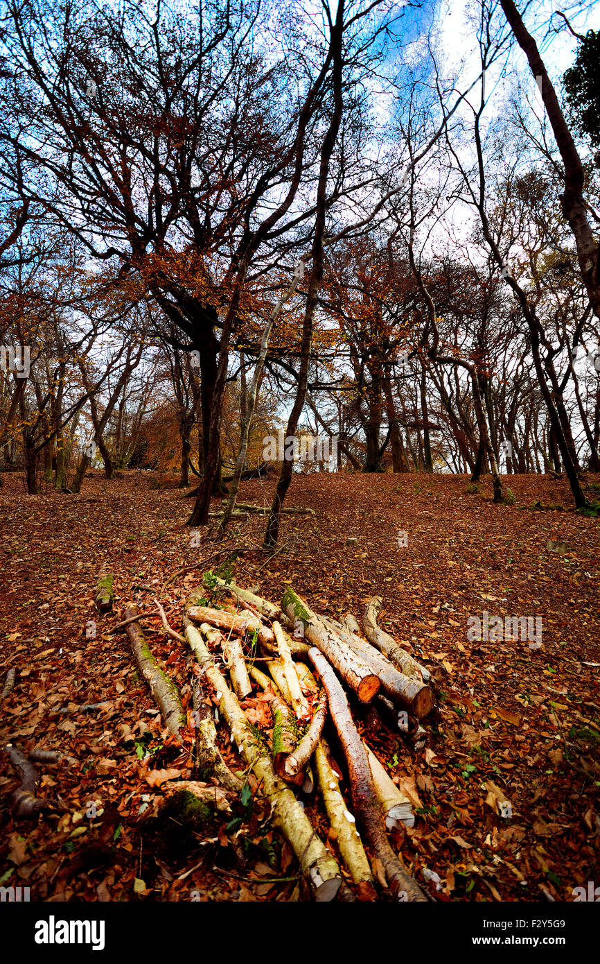 Schönen Herbst Blätter gefüllt Brighstone Laubwald Stockfoto