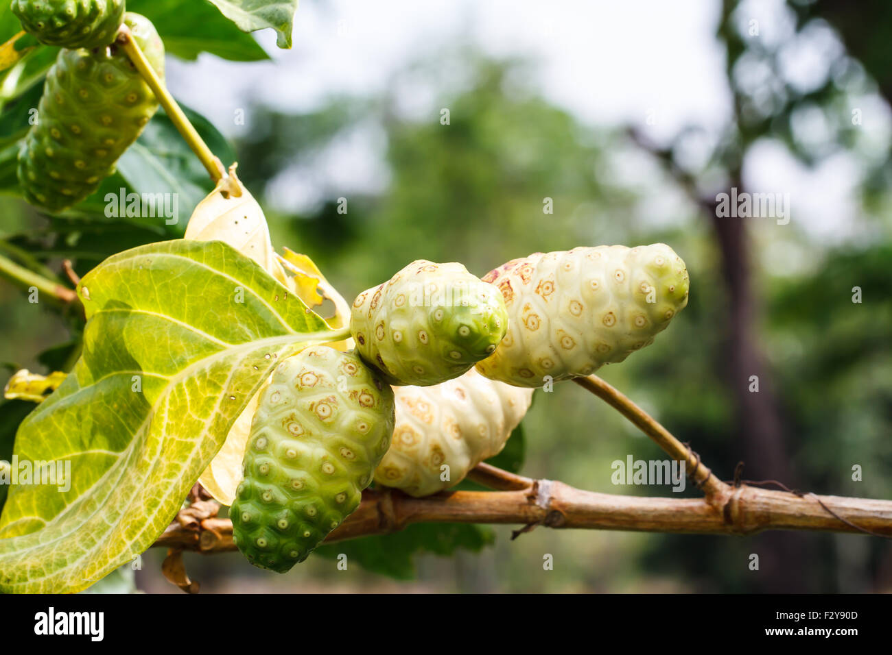 Noni-Frucht am Baum Stockfoto