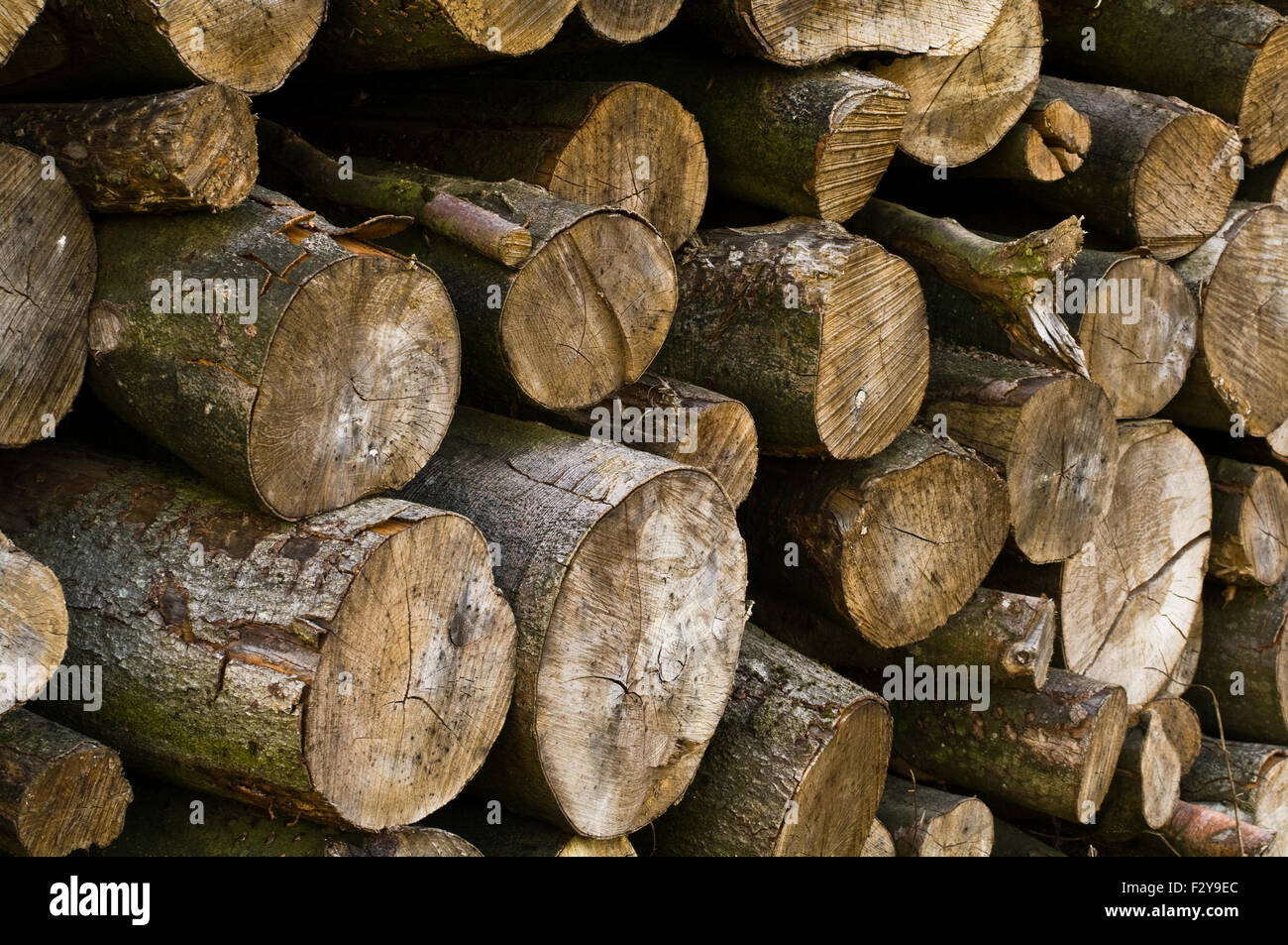 Einen großen Haufen von gehacktem Holz Ende-auf. Stockfoto