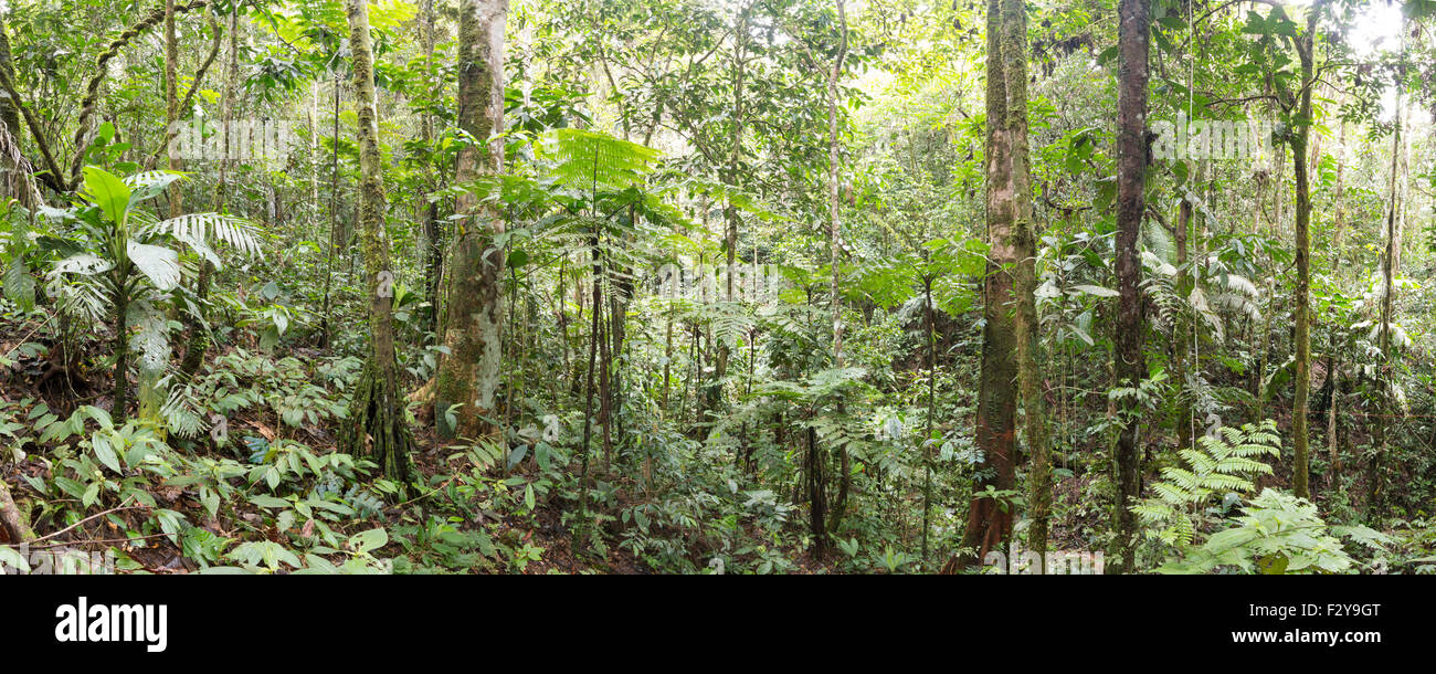 Innen- oder tropischen Regenwald im ecuadorianischen Amazonasgebiet. Stockfoto