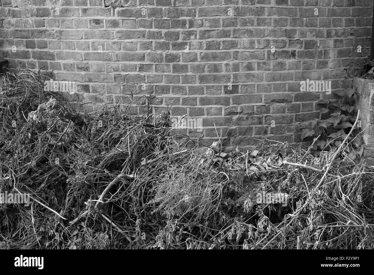 Hampstead Heath Erweiterung, Pergola & Iverforth House, London Stockfoto