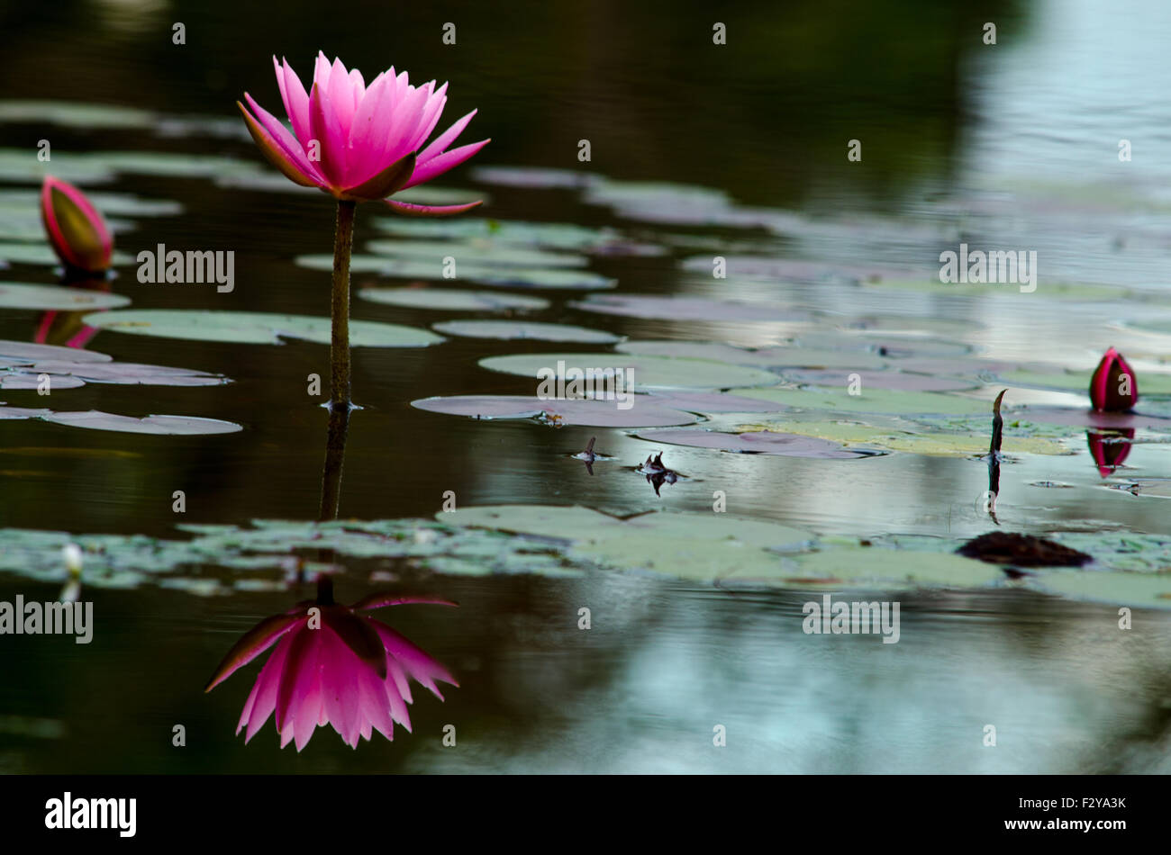 Rosa Lotus Blume Reflexion im Wasser im Morgenlicht Stockfoto