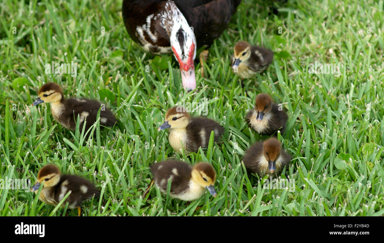 Baby Muscovy duckt sich den Rasen mit der Mama Ente zu erkunden. Stockfoto