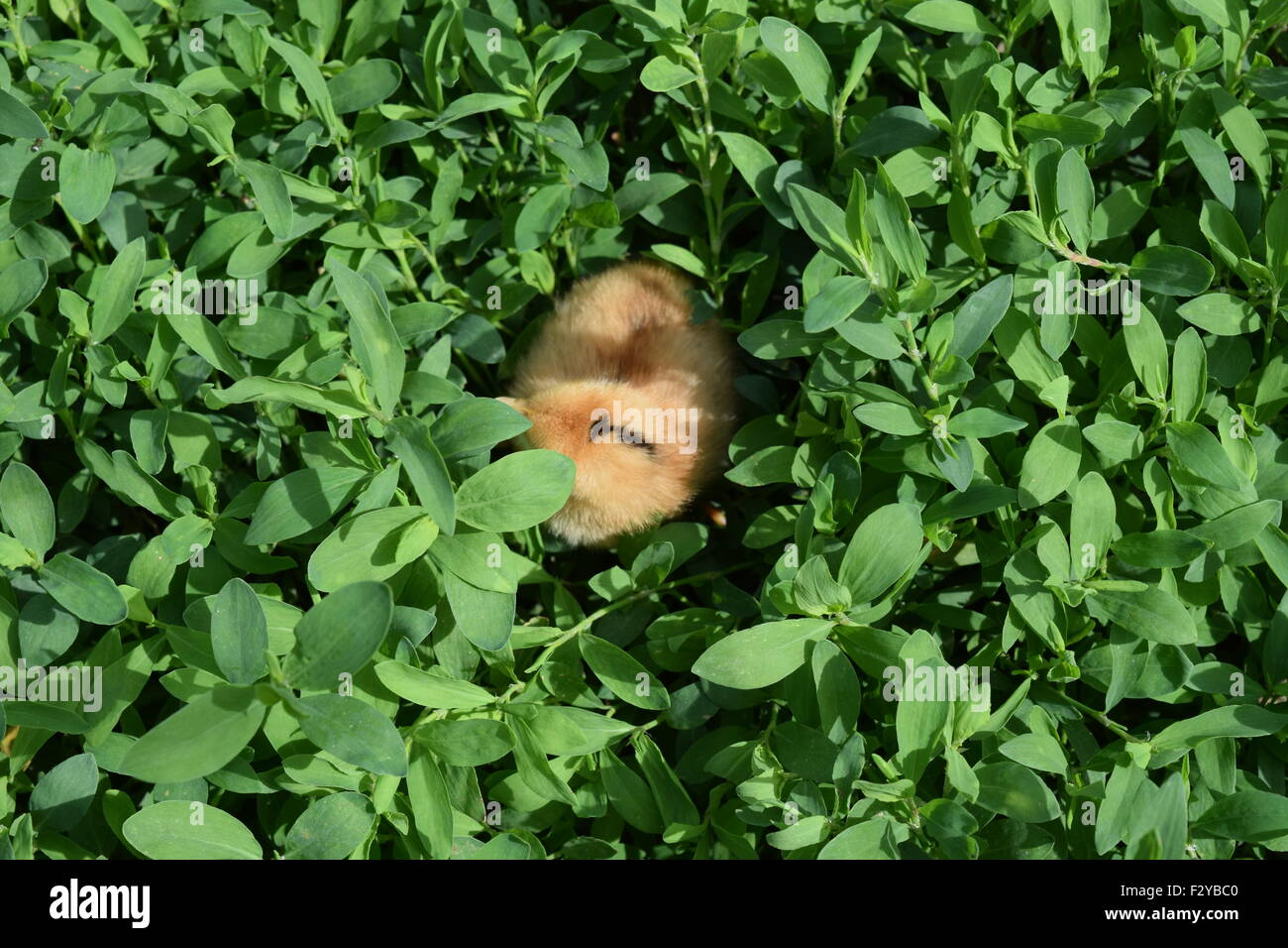 Rote tägliche Huhn. Die Wartung von Geflügel in persönliche Tochtergesellschaft Farm. Stockfoto