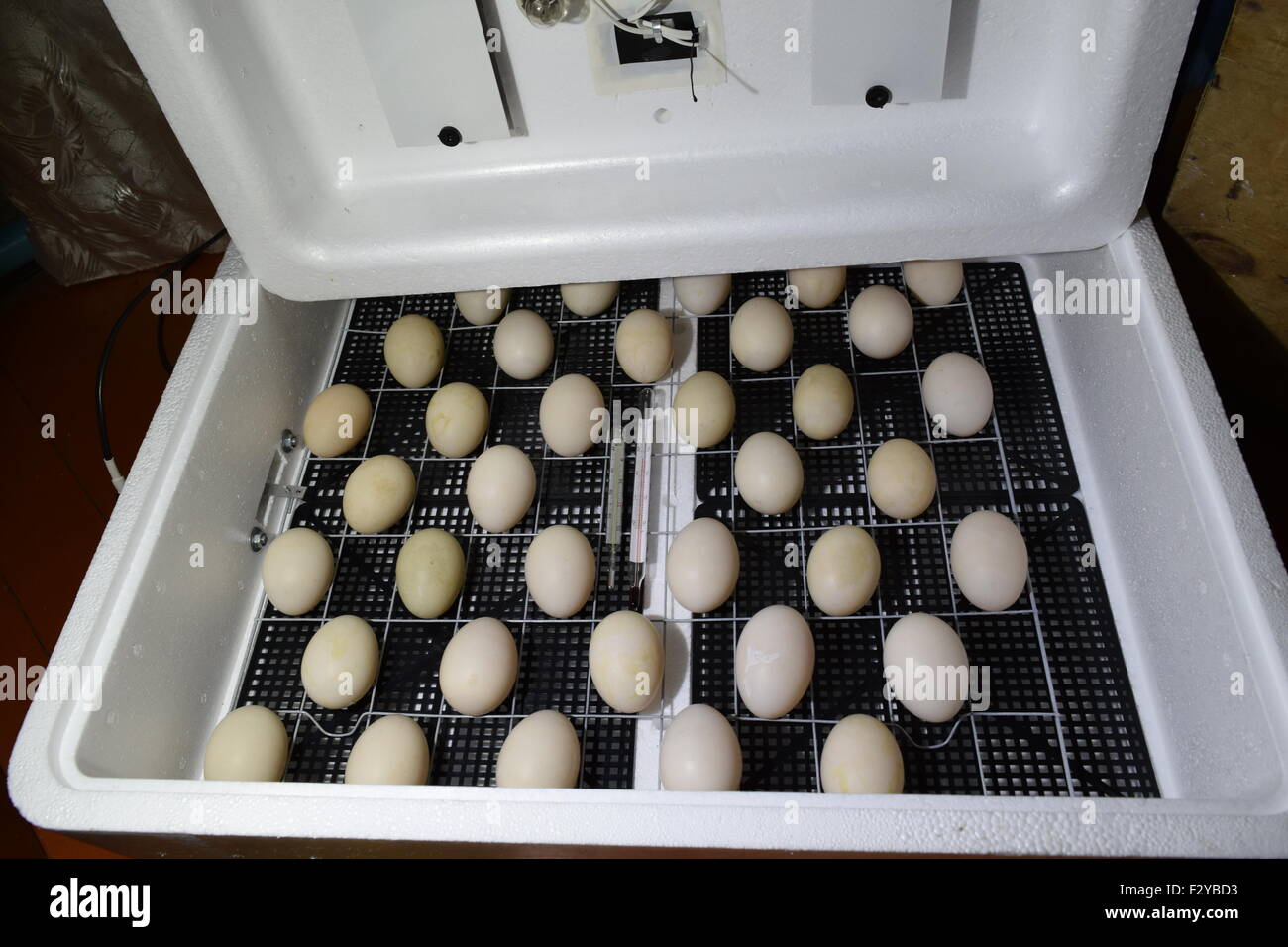Inkubator für einen Abschluss der Hühner, Enten und Gänse. Ausrüstung für einen Haushalt. Den Eiern einer Moschus Ente liegend in einer in Stockfoto