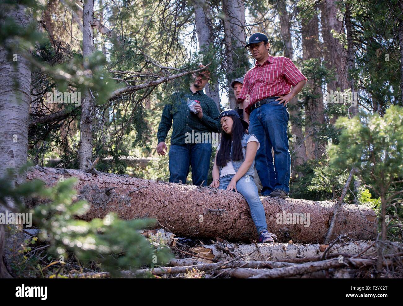 Salt Lake City, Utah, USA. 25. Sep 2015. Studenten und ihre Lack-Ausbilder, SANGHOON LEE (in Rot kariertes Hemd) beobachten Sie, wie die Engelmann Fichte, Baum, den sie sich entschieden haben im Uinta National Forest während der jährlichen Holz Reise für Violin Making School of America abgeholzt wird. Das Holz der Fichte wird verwendet werden, um das Innere ihrer Instrumente zu stärken. Gegründet 1972, ist der VMSA ein Dreijahres-Programm bei der Studenten sieben Violinen und ein Cello mit traditionellen Methoden, wie Sie von Stradivari- und Guarneri machen. Es bietet die Absolventen mit einem Fundament aus Kompetenz und kn Stockfoto