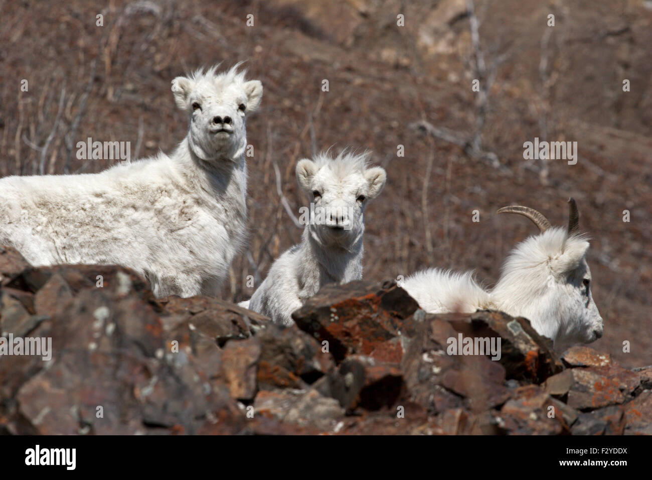 Dall Schafe Bergziegen wilde Kanada Yukon Stockfoto