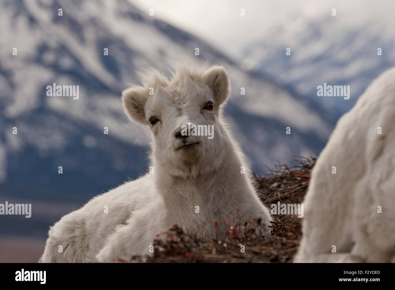Dall Schafe Bergziegen wilde Kanada Yukon Stockfoto