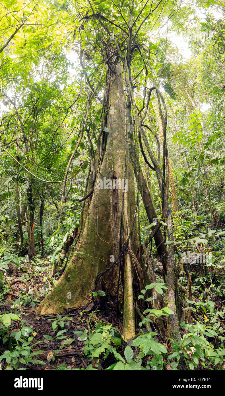 Großer Baum mit Strebepfeiler Wurzeln und geschmückt mit Lianen im tropischen Regenwald Ecuadors. Stockfoto