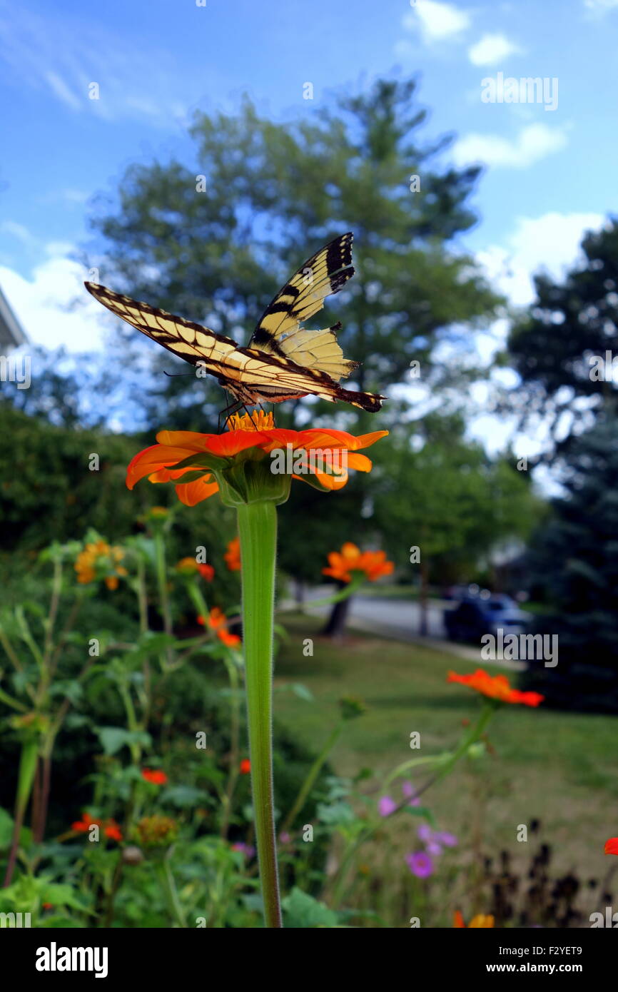 Gebrochenen Flügel Tiger Schwalbenschwanz Schmetterling auf mexikanische Sonnenblume Stockfoto