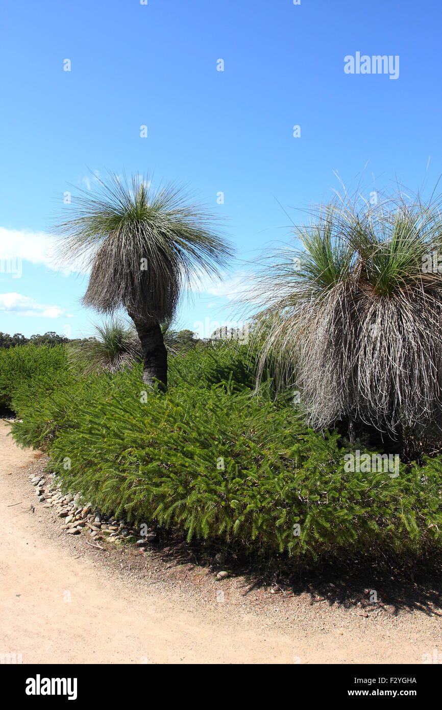 Xanthorrhoea oder auch bekannt als Grasbaum Stockfoto