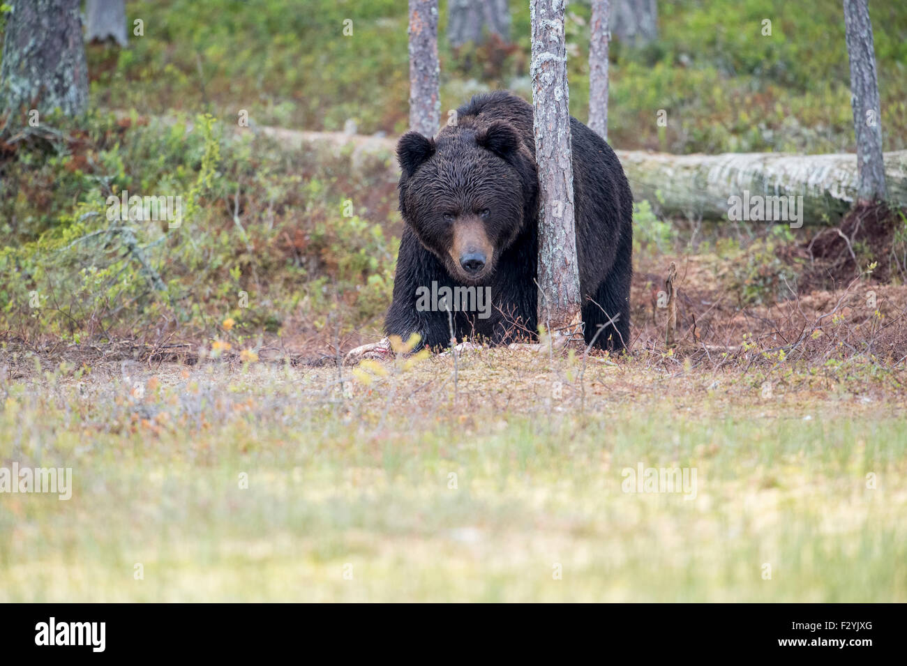 Eurasische Braunbär Ursus Arctos Arctos ergibt sich aus den wilden Wäldern Finnlands, nahe der russischen Grenze. Stockfoto