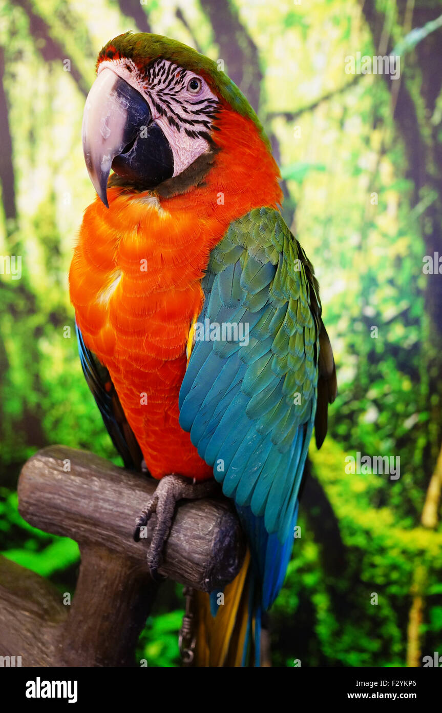 Roter Papagei Stockfotos und bilder Kaufen Alamy